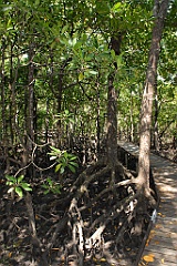 1009 Jack Barnes Bicentennial Mangrove Boardwalk 
